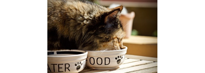 Cómo combatir la obesidad en gatos